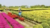Nông dân xã Vĩnh Bình tất bật thu hoạch hoa phục vụ cho thị trường Tết