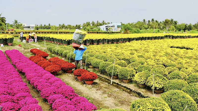 Nông dân xã Vĩnh Bình tất bật thu hoạch hoa phục vụ cho thị trường Tết